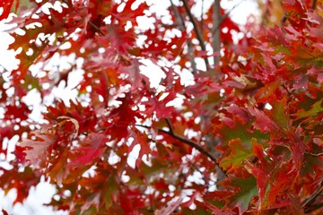 red maple leaves in autumn
