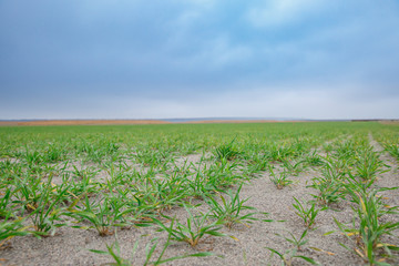 Rye growing on white sand