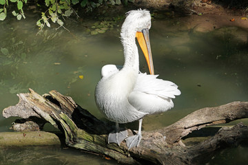 Great White Pelican on a summer day standing