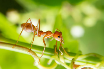 Red ants are looking for food on green branches. Work ants are walking on the branches to protect the nest  in the forest.