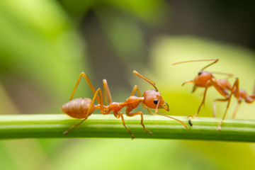 Red ants are looking for food on green branches. Work ants are walking on the branches to protect the nest  in the forest.