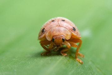 The ladybug is walking on a green branch in the garden. Close up of the Red insects are walking on green leaves. Fron view of the Ladybug on green leaf with black background.