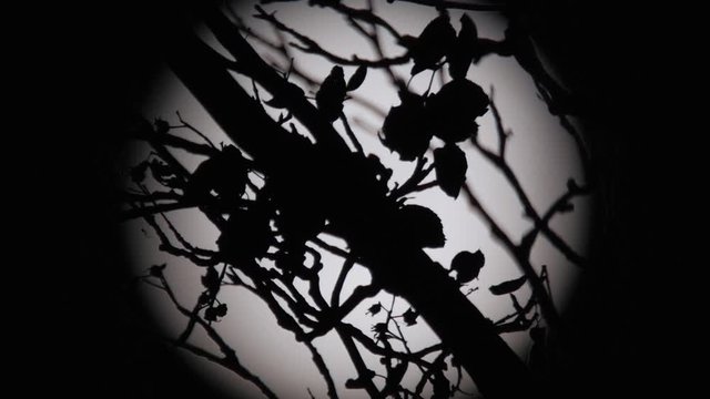 Halloween Spooky Full Moon. Silhouette Of Twigs And A Creeping Earwig. Night Scene. 