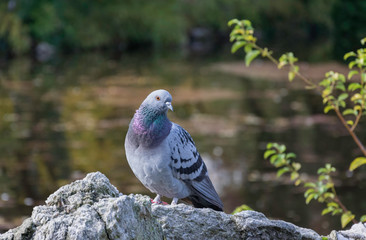 Close up of a pigeon resting on a rock