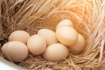 Close up of the Several eggs on a straw. Eggs in the coops and straw.