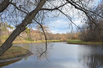 reflection of trees in water