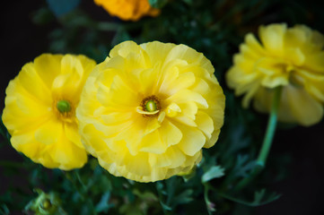 yellow flowers in the garden