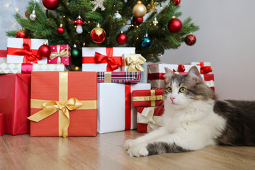 Beautiful grey and white longhair cat over the christmas tree with blurry festive decor. Portrait of beloved pet at home and pine tree with bokeh effect lights. Close up, copy space.