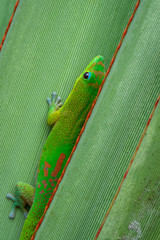 gecko vert