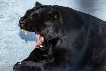 yawning Panther in the zoo. profile.close up.