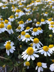 Fototapeta premium field of daisies