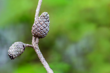 Pine cone of Pinus merkusii on branch with green background.