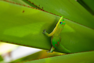 gecko vert