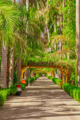 Obraz premium path in park