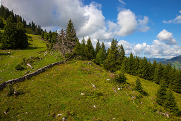 Obraz premium Bergweide_7414