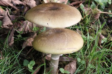 hébélome à centre brun