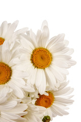 Chamomile flowers isolated over white background