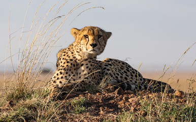 Cheetah in Maasai Mara, Kenya