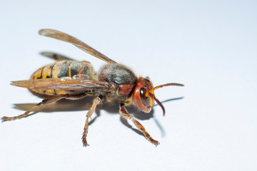 hornet