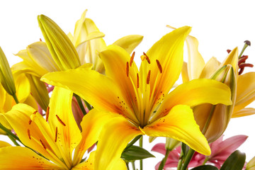 Lily flowers isolated over white background