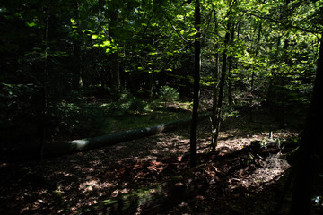 morning in the forest