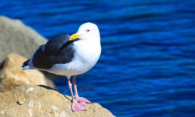 Möwe stehend auf dem Felsen am Meer