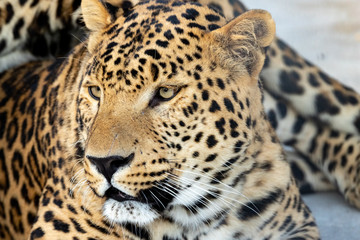 graceful leopard lies in a cage in the zoo. close up.