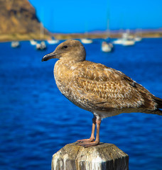 Young sea gull perched on top of a wooden post