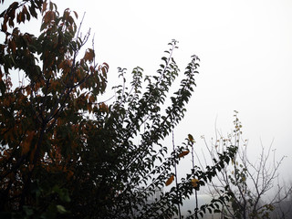 yellow autumn tree in the fog