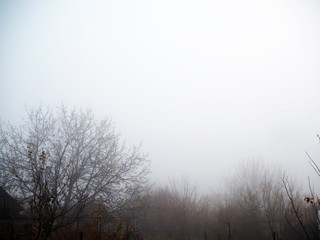 trees in the fog autumn november