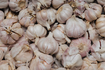 White garlic. A bunch of garlic with reddish splashes. Background for wallpaper.