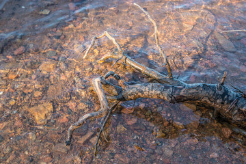 Fallen tree branch in the lake