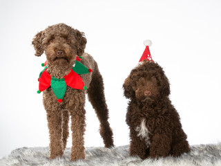 Christmas dog concept image. Two Australian labradoodle dogs with Christmas outfits. Isolated on white.