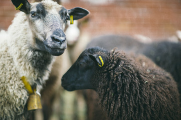 sheep in a farm