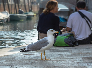 profile of a seagull on the background of the Venetian canal and tourists
