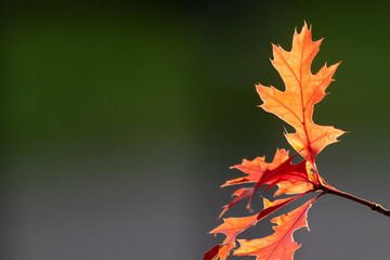 Goldener Herbst zeigt sich mit farbenfrohen Bättern im goldenen Oktober von seiner bunten Seite und lädt Kinder und Erwachsene zum Spaziergang und Blättersammeln ein