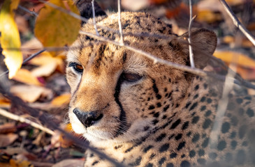 the head of a Cheetah in the bushes. close up