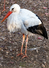 white stork in the zoo. standing up.