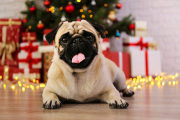 Adorable pug over the christmas tree with blurry festive decor. Portrait of beloved dog with wrinkled faceat home and pine tree with bokeh effect lights. Close up, copy space.