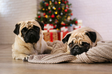 Two adorable pugs over the christmas tree with blurry festive decor. Portrait of beloved dogs with wrinkled face at home and pine tree with bokeh effect lights. Close up, copy space.