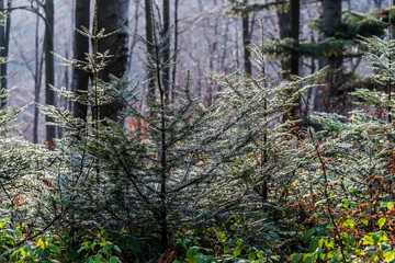 Bieszczady Mountains in the autumn mood.