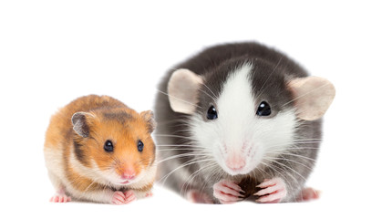 rat and hamster on a white background