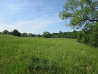 Fototapeta premium Beautiful flowering meadows