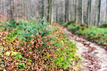 Bieszczady Mountains in the autumn mood.