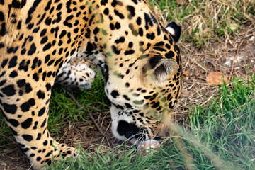 the Jaguar sniffs a piece of meat in the grass. close up