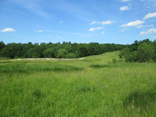 Beautiful flowering meadows