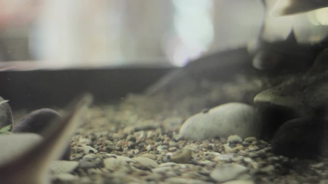 fish in the aquarium underwater. gray drift fin. wildlife fauna glass