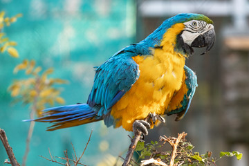 yellow and blue macaw parrot on a branch in the zoo.profile