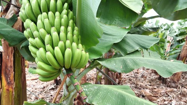 Green bananas on the tree at banana plantation, Tenerife island, Canary islands