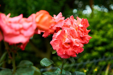 rosas naranjadas en jardin
